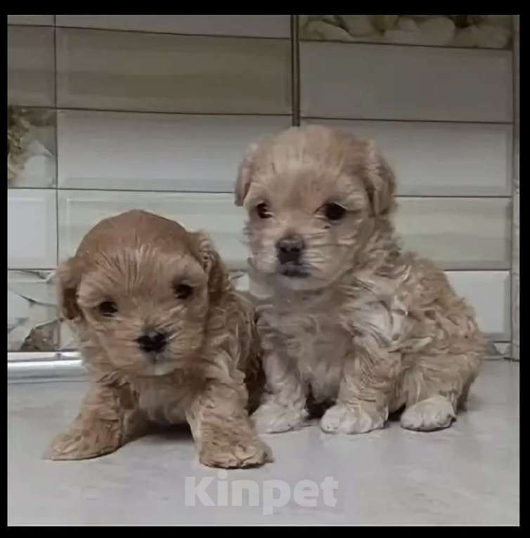 Собаки в Челябинске: Щенок в хорошие руки мальтипу Мальчик, 18 000 руб. - фото 1