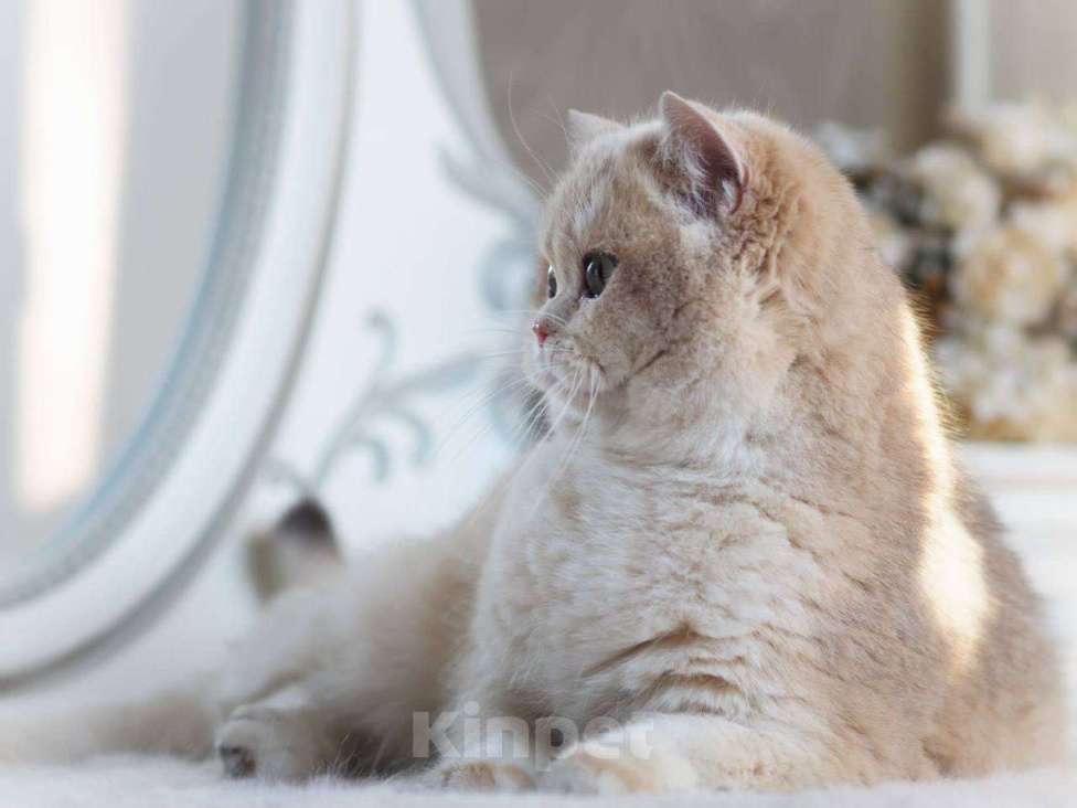 Кошки в Москве: Британская кошечка для разведения Девочка, 100 000 руб. - фото 10
