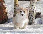 Собаки в Белоозёрском: Вельш корги пемброка щенок Мальчик, 100 000 руб. - фото 2