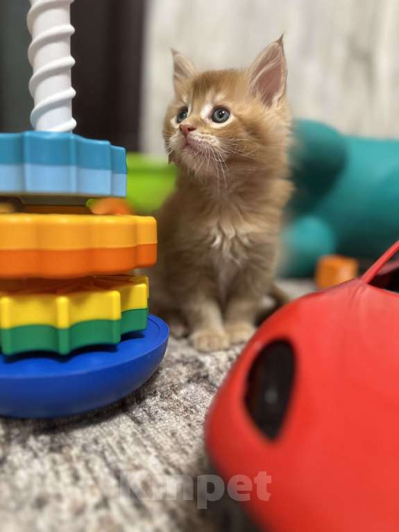 Кошки в Москве: Чудесный котенок мейн кун  Мальчик, Бесплатно - фото 2