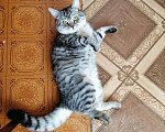 Кошки в Щекино: Вязка, 1 000 руб. - фото 1