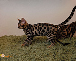 Кошки в Москве: Бенгальский котенок Мальчик, 30 000 руб. - фото 3