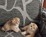 Кошки в Липецке: Продаются шотландские вислаухие котята. Мальчик, 15 000 руб. - фото 3