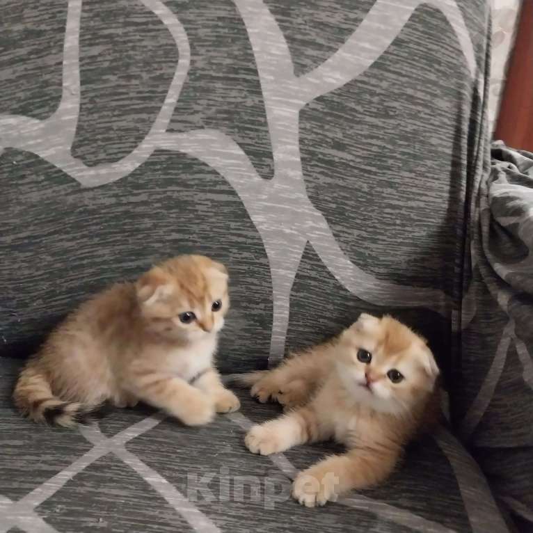 Кошки в Липецке: Продаются шотландские вислаухие котята. Мальчик, 15 000 руб. - фото 3