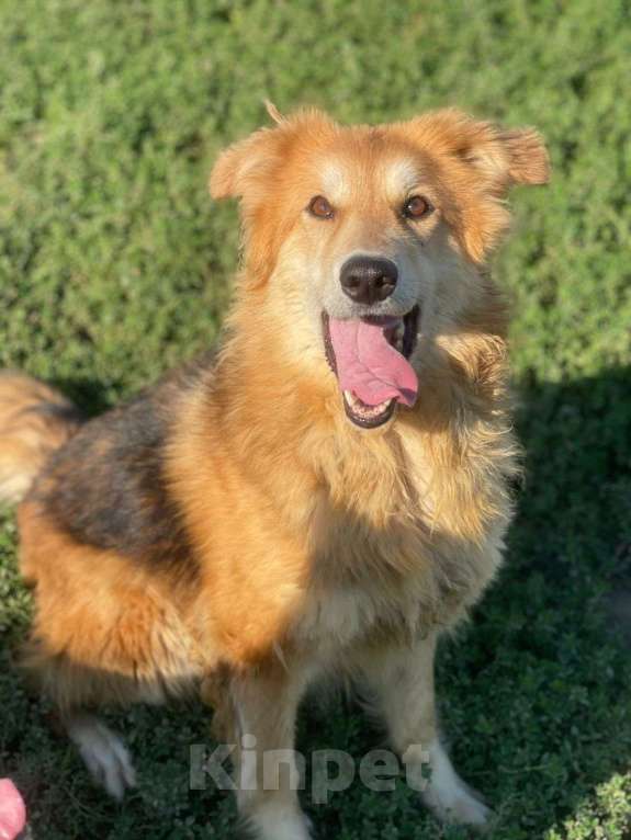 Собаки в Владимире: Девочка в добрые руки Девочка, Бесплатно - фото 2