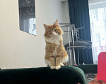 Кошки в Тюмени: Отдам в добрые руки кота Мальчик, Бесплатно - фото 2