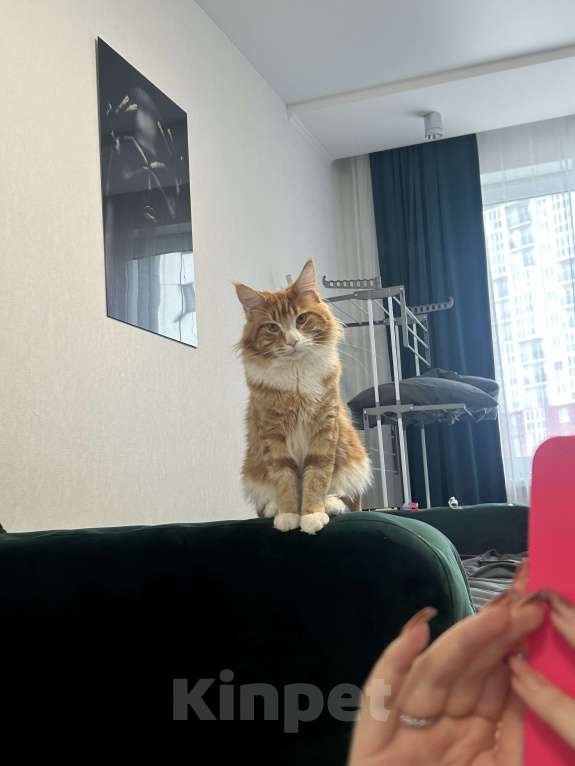 Кошки в Тюмени: Отдам в добрые руки кота Мальчик, Бесплатно - фото 2