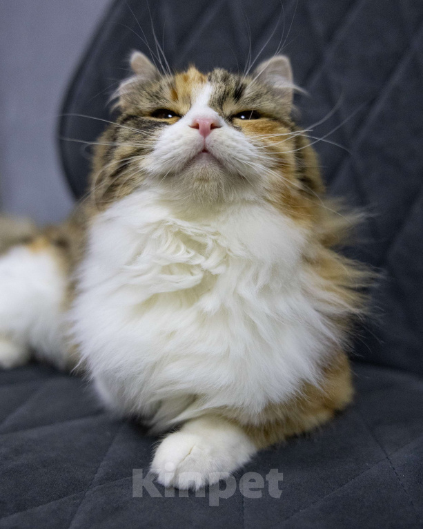 Кошки в Выборге: Фудзи особенная кошка ищет дом  Девочка, Бесплатно - фото 8