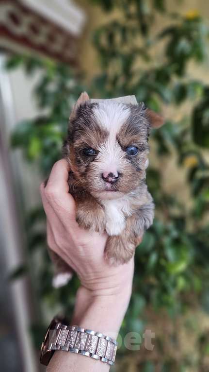 Собаки в Москве: Блю мерле йорк с голубыми глазами Мальчик, 120 000 руб. - фото 9