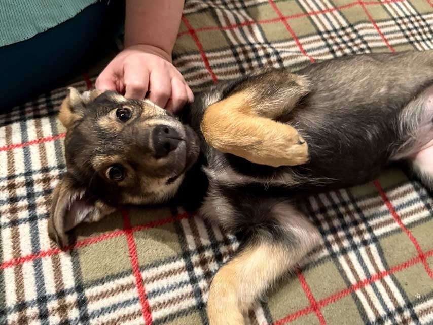 Собаки в Москве: Веселый, ласковый щенок Мартин ищет дом Мальчик, 10 руб. - фото 4