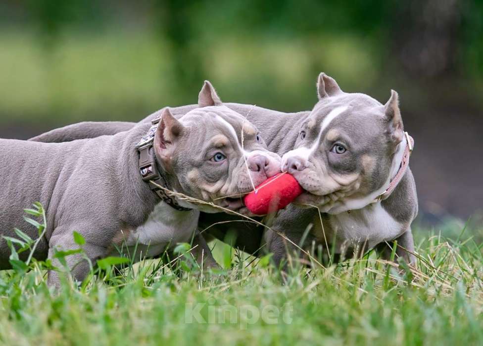 Собаки в Нижнем Новгороде: Американский булли, девочка. Девочка, Бесплатно - фото 3