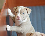 Собаки в Перми: Мальчики американский булли  продажа Мальчик, 65 000 руб. - фото 1