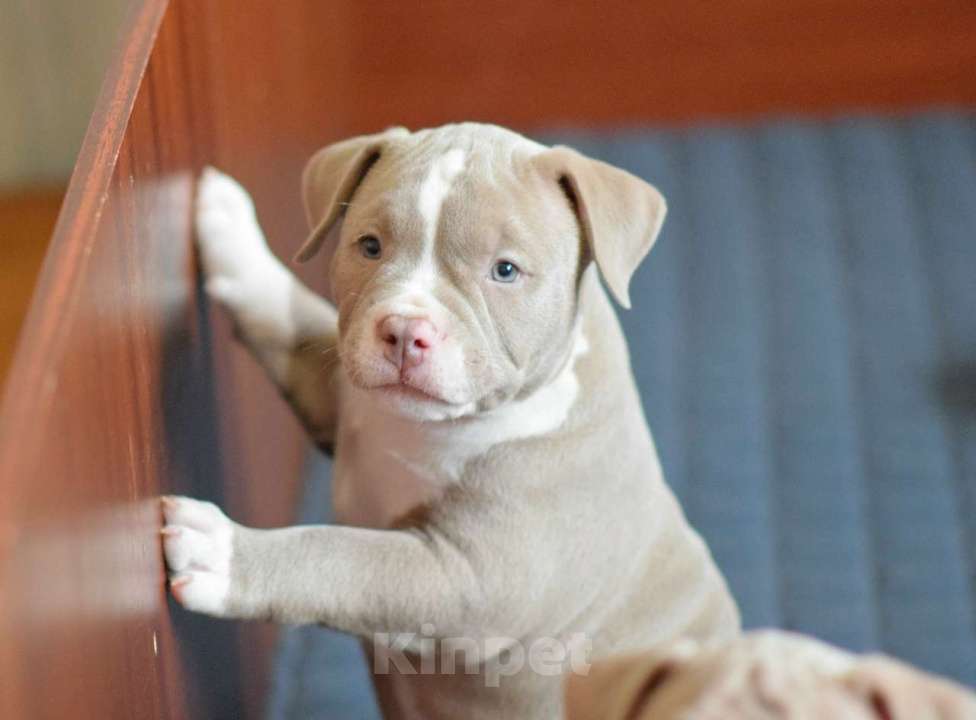 Собаки в Перми: Мальчики американский булли  продажа Мальчик, 65 000 руб. - фото 1