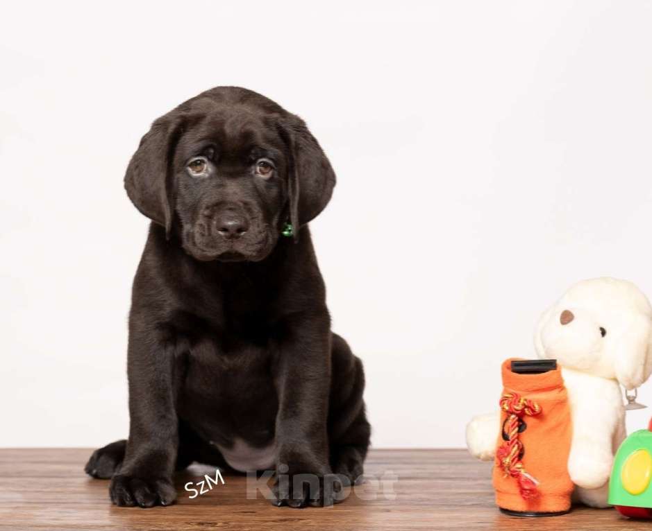 Собаки в Курске: Щенки лабрадора ретривера  Девочка, Бесплатно - фото 9