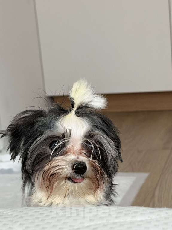 Собаки в Москве: Мальтипу мини Девочка, 85 000 руб. - фото 2