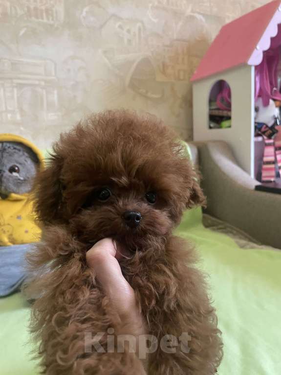 Собаки в Геленджике: Тедди пудель Китай 🇨🇳  Девочка, 380 000 руб. - фото 4