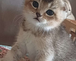 Кошки в Новоалександровске: Чистокровные котята от родителей шотландских шиншилл Девочка, 10 000 руб. - фото 4