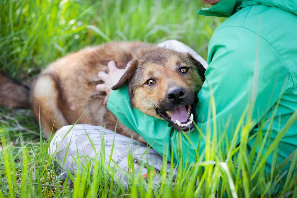 Собаки в Москве: Собака-липучка, компаньон, который везде следует за человеком. Мальчик, Бесплатно - фото 5