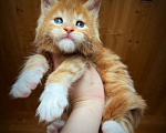 Кошки в Санкт-Петербурге: Красный биколор котик Мальчик, 70 000 руб. - фото 2