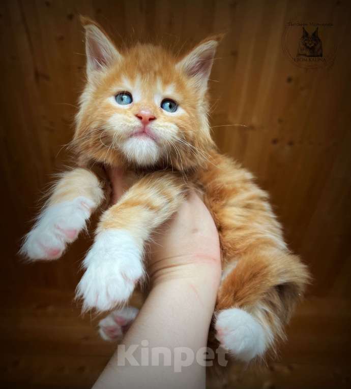 Кошки в Санкт-Петербурге: Красный биколор котик Мальчик, 70 000 руб. - фото 2