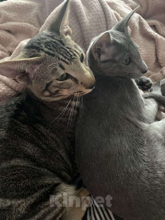 Кошки в Тюмени: Отдам в добрые руки двух ориентальных кошек, один мальчик и девочка они пара Мальчик, Бесплатно - фото 2