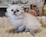 Кошки в других городах Московской области: Малышка Кокетка  Девочка, 100 000 руб. - фото 2