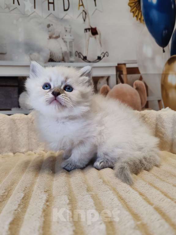 Кошки в других городах Московской области: Малышка Кокетка  Девочка, 100 000 руб. - фото 2