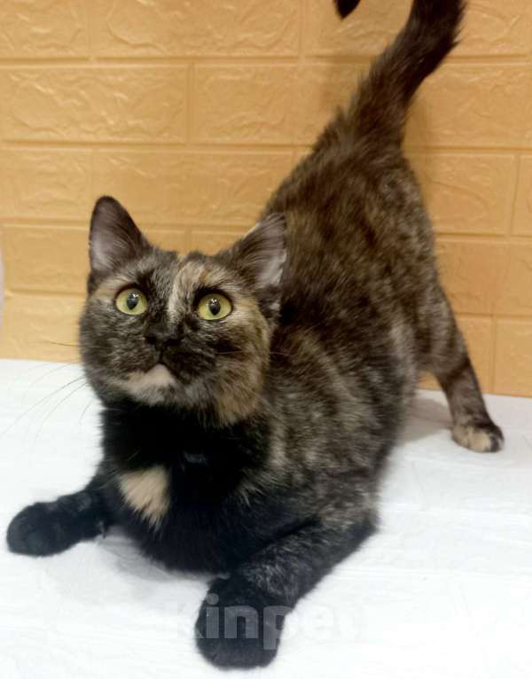 Кошки в Москве: Ласковая кошечка черепахового окраса- 1 год Девочка, 300 руб. - фото 6