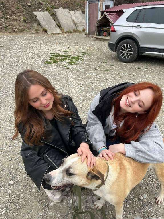 Собаки в других городах Краснодарского края: Джина из приюта Поводог Сочи Девочка, Бесплатно - фото 8