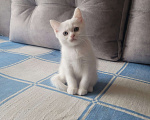 Кошки в Тюмени: Продам котят-британцев Девочка, 5 000 руб. - фото 2