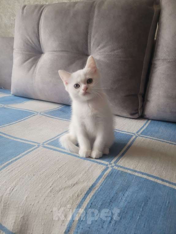Кошки в Тюмени: Продам котят-британцев Девочка, 5 000 руб. - фото 2