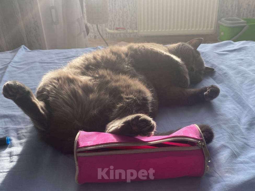 Кошки в Москве: Ласковый британец заботливым хозяевам Мальчик, Бесплатно - фото 1