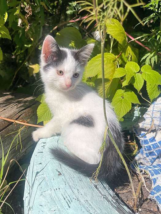 Кошки в Москве: Три славных котенка, мальчик и девочки ищут дом Девочка, 10 руб. - фото 8