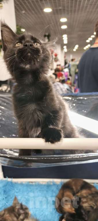 Кошки в других городах Московской области: Кот Мейн-кун Мальчик, 65 000 руб. - фото 2