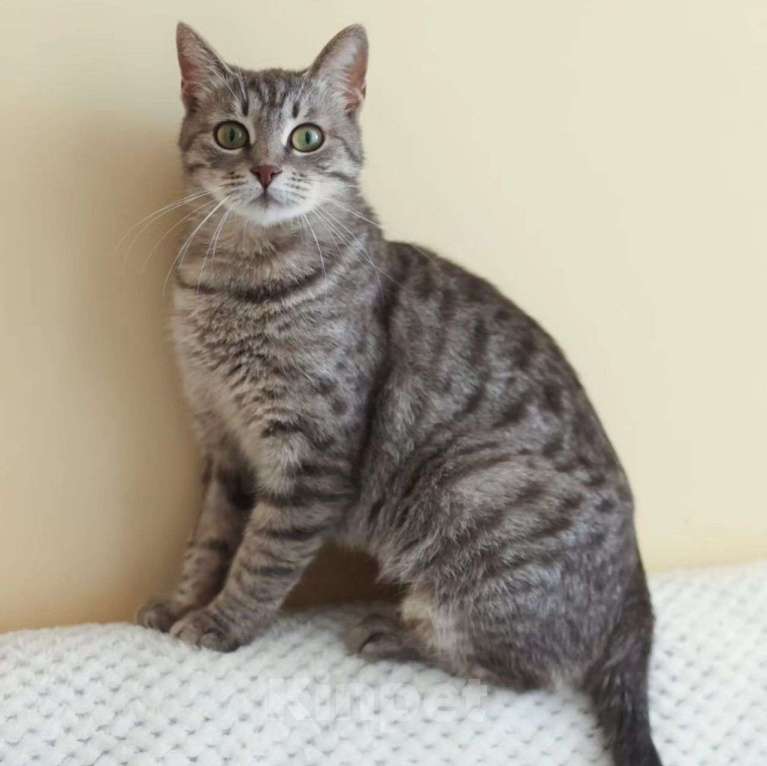 Кошки в Москве: Ласковая кошечка Груша ищет домик Девочка, Бесплатно - фото 4