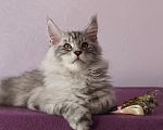 Кошки в Видном: Котята мейн-куны - Чудо с кисточками! Разнополые, 50 000 руб. - фото 2
