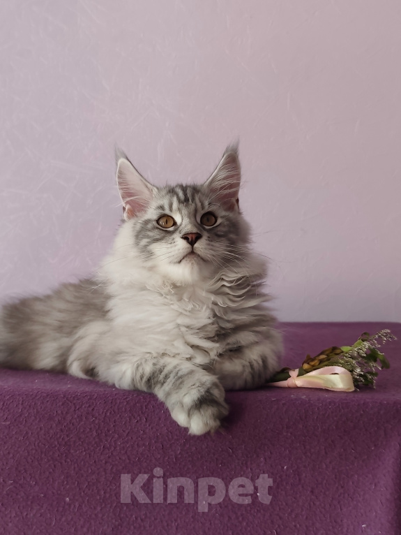 Кошки в Видном: Котята мейн-куны - Чудо с кисточками! Разнополые, 50 000 руб. - фото 2