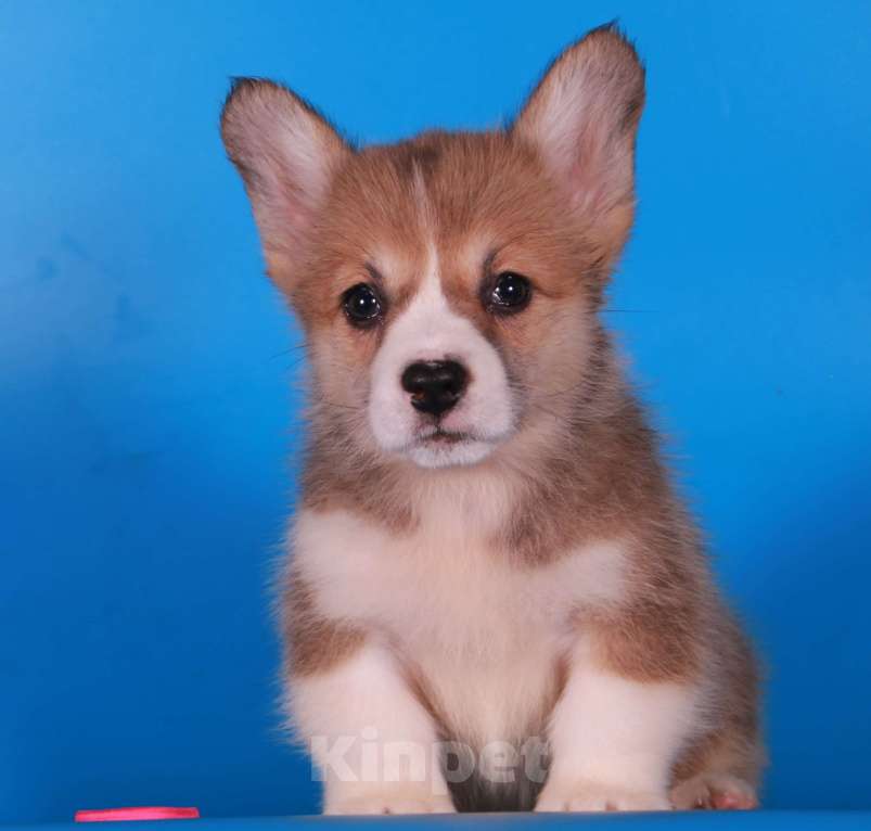 Собаки в Москве: вельш корги пемброк щенки Девочка, 80 000 руб. - фото 7