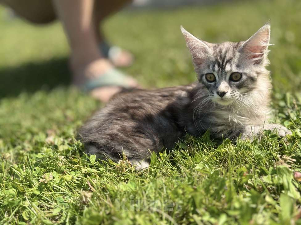 Кошки в Барнауле: Девочка  Девочка, 4 000 руб. - фото 4
