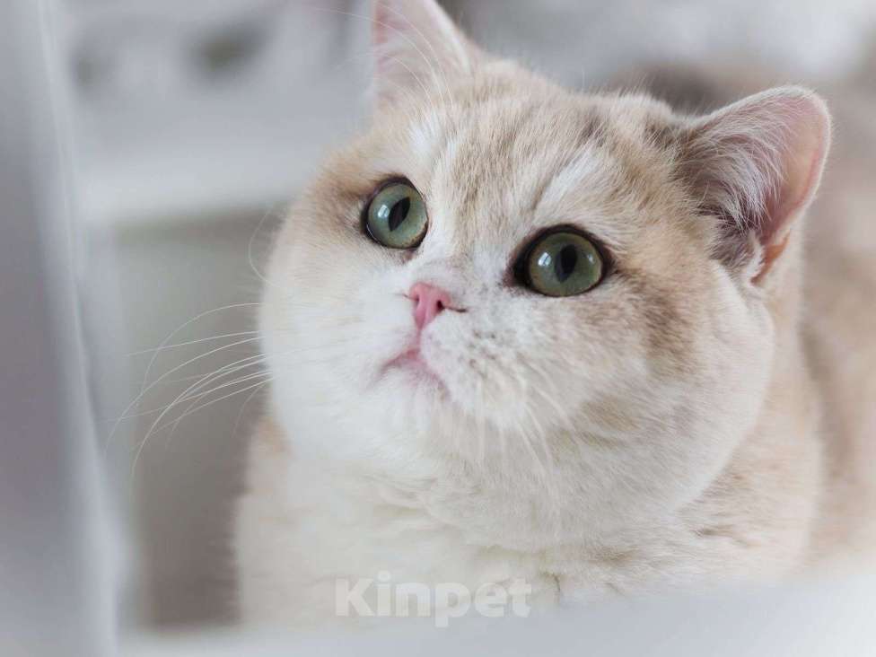 Кошки в Владивостоке: Британская девочка Девочка, 150 000 руб. - фото 1