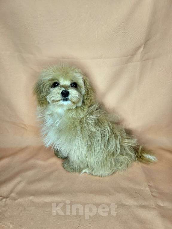 Собаки в Москве: Мальтипу девочка щенок Девочка, 80 000 руб. - фото 4