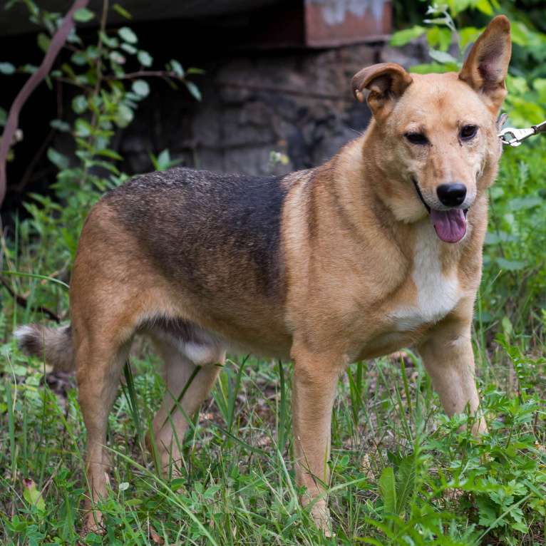 Собаки в Москве: Лёлик Мальчик, Бесплатно - фото 4