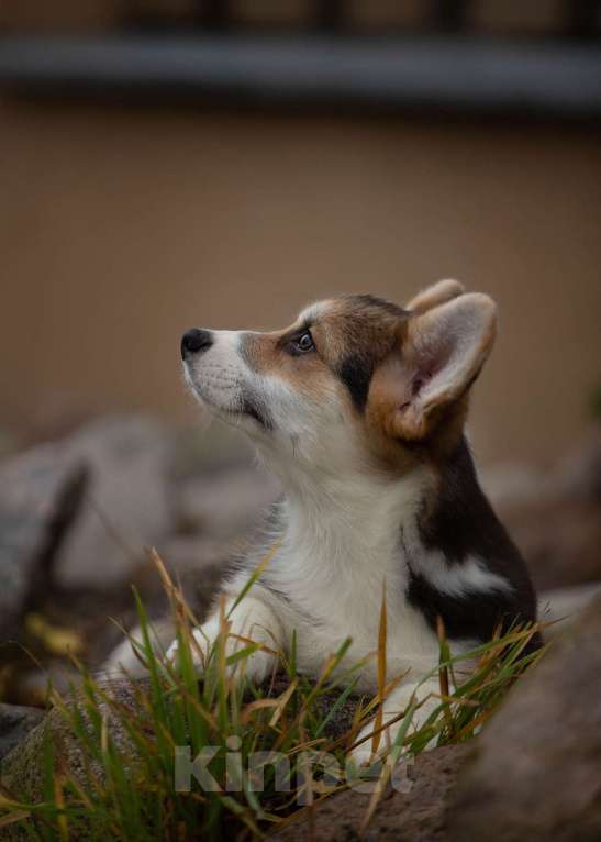 Собаки в Санкт-Петербурге: Мальчишка триколорного окраса Мальчик, 90 000 руб. - фото 2