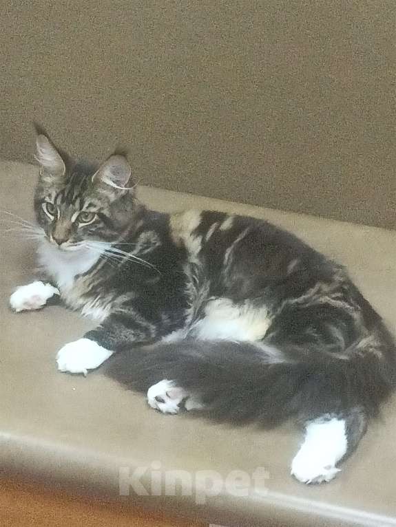 Кошки в Озерске:  Котята мейн- кун Мальчик, 45 000 руб. - фото 2