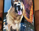 Собаки в Омске: Кабель на вязку, 1 руб. - фото 2