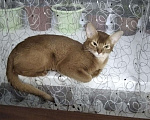 Кошки в Новоалтайске: Абиссинская кошка, 8 000 руб. - фото 1