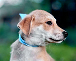 Собаки в Москве: Маленькое рыжее солнце Джордан Мальчик, Бесплатно - фото 9