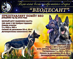 Собаки в Санкт-Петербурге: Щенки восточноевропейской овчарки, 50 000 руб. - фото 1