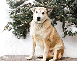 Собаки в Москве: Ника - спасена из Бурятии срочно ищет дом Девочка, 100 руб. - фото 3