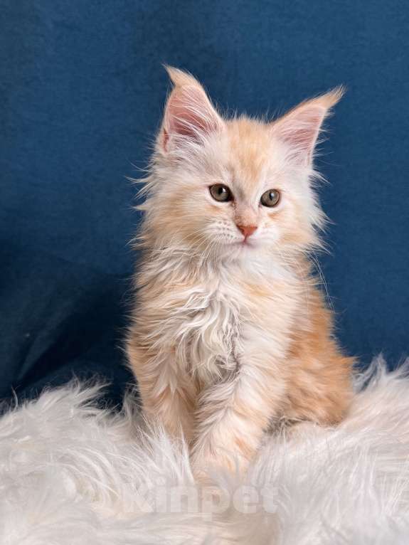 Кошки в Москве: Мальчик шадед линий Мальчик, 75 000 руб. - фото 5